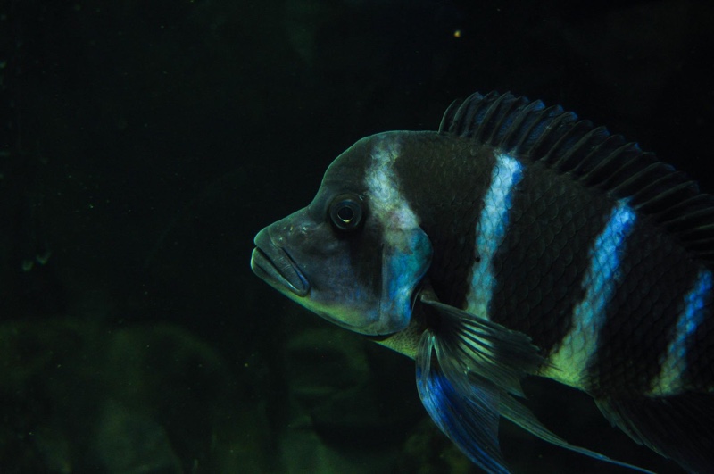 Cyphotilapia gibberosa 'Mtoto'